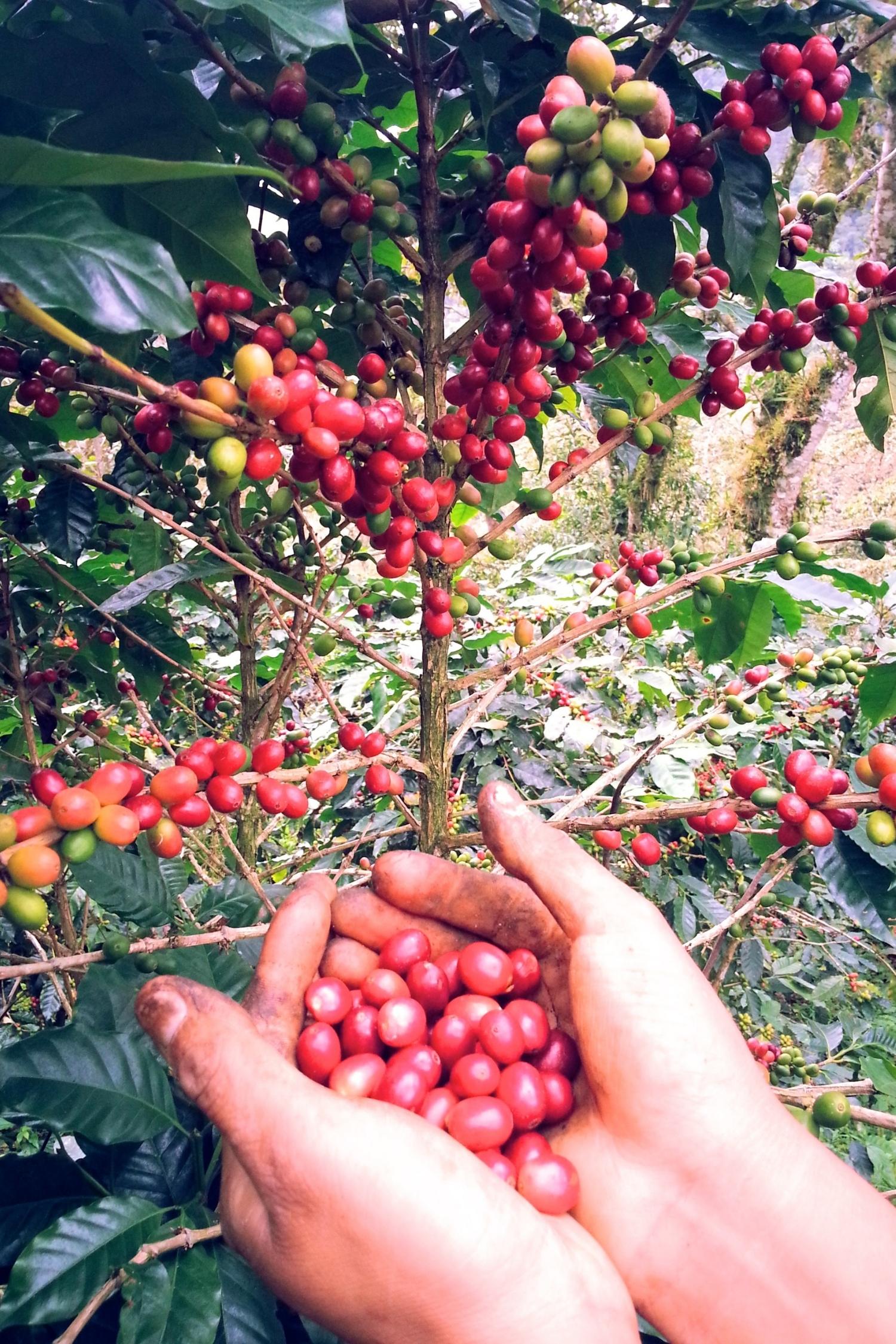 Kaffeestrauch mit Kaffeekirschen