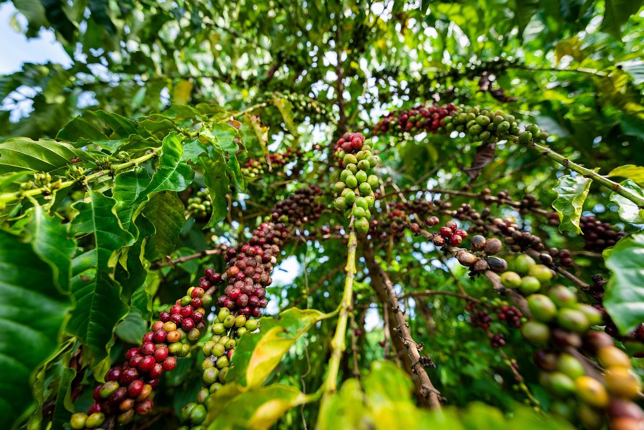 Kaffeebaum mit Kaffeekirschen