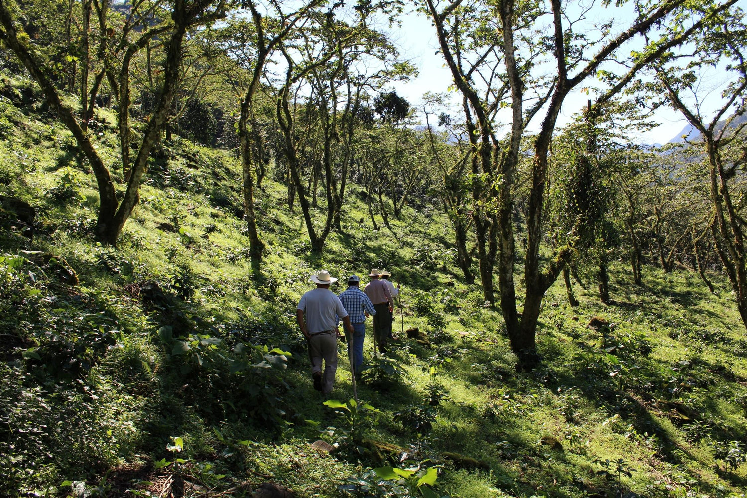 Mexiko Kaffee Plantage